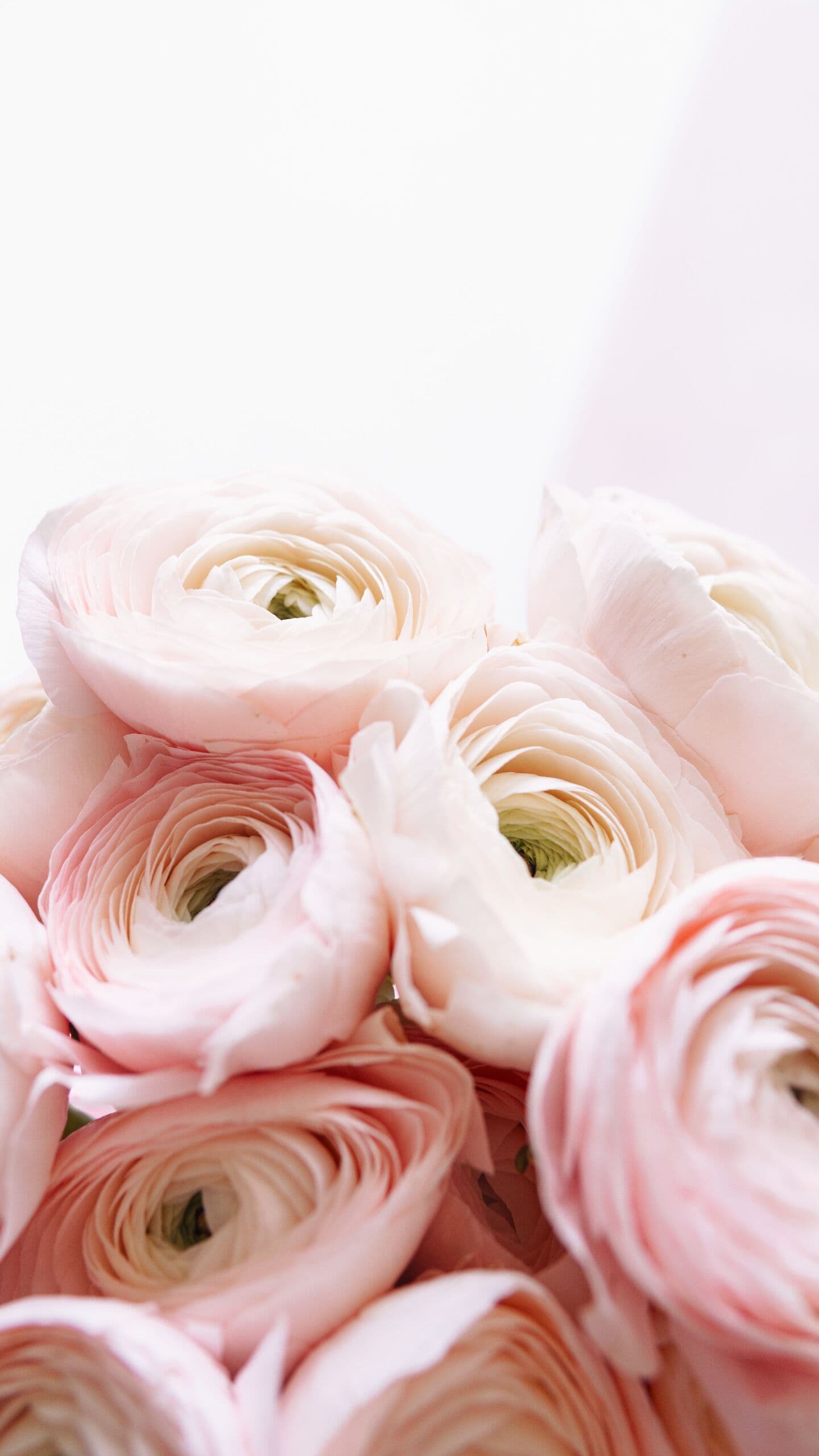 Ranúnculos rosas abiertos, vistos desde arriba en composición cerrada