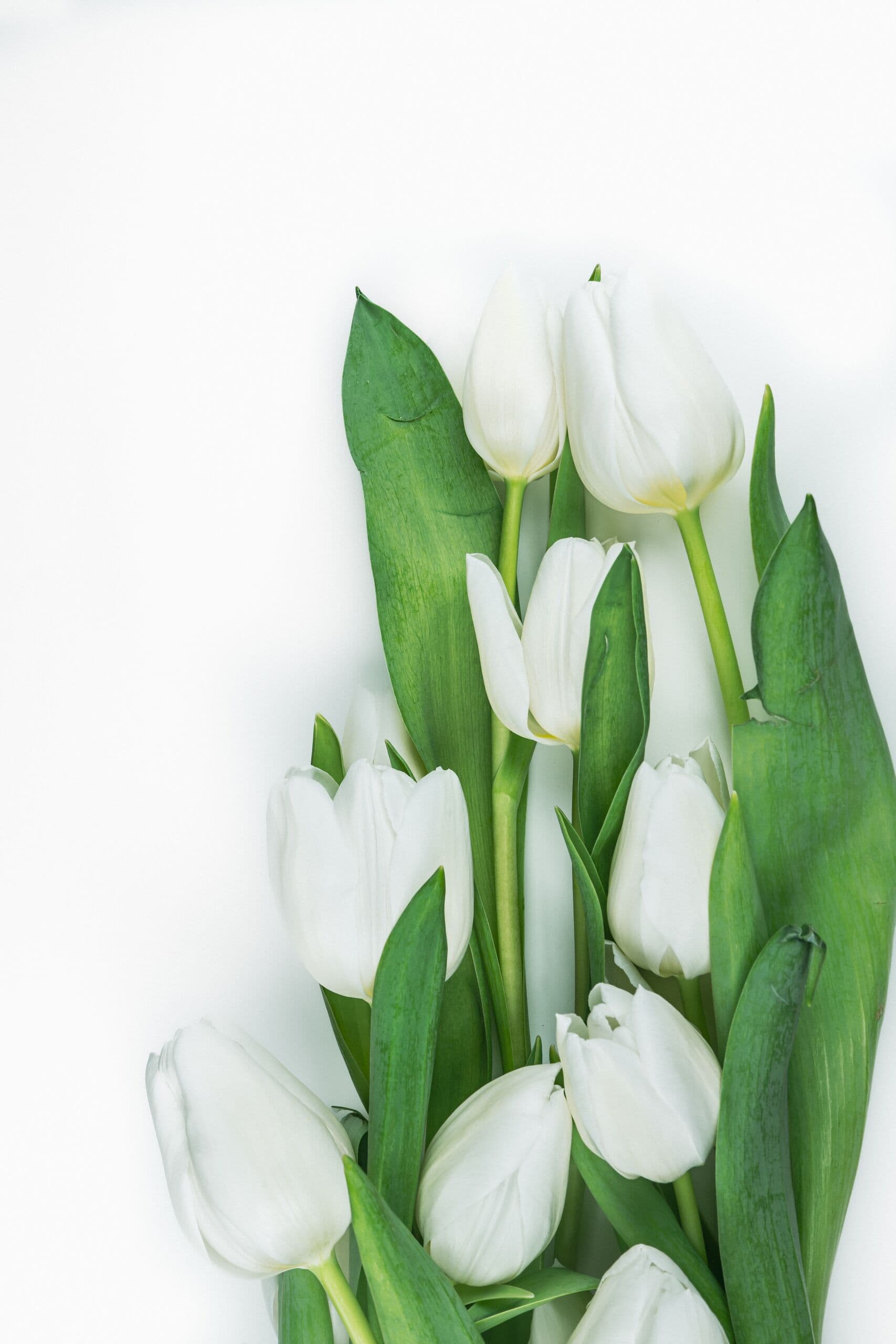 Tulipanes blancos con tallos alineados sobre una superficie clara, listos para empacarse