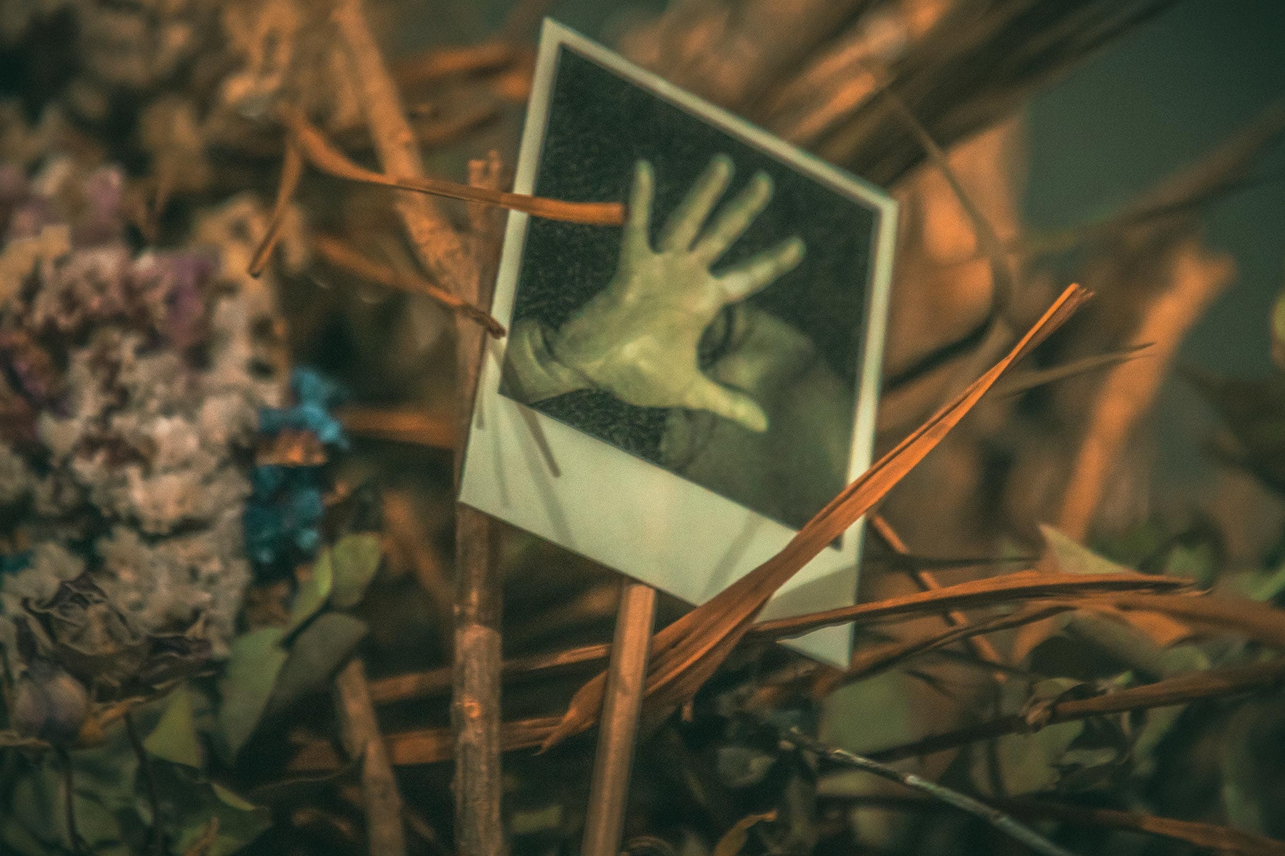 Polaroid de una mano entre las ramas, al caer la noche