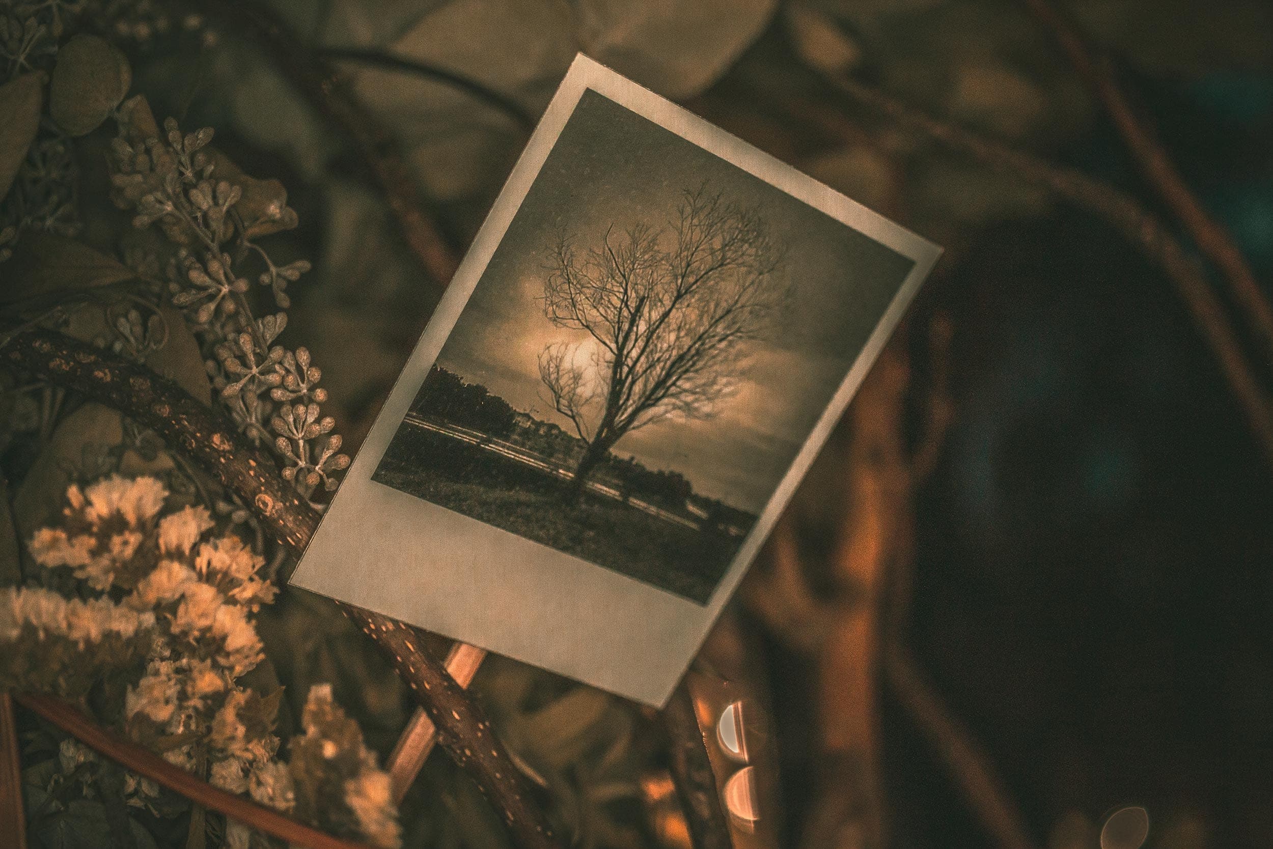 Polaroid de un árbol colgada en la instalación nocturna